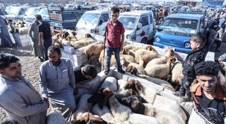 Pasar Ternak untuk Idul Adha di Suriah Idlib