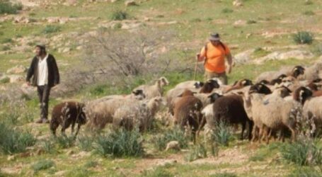 Pemukim Ilegal Israel Gembalakan Dombanya di Lahan Pertanian Warga Palestina