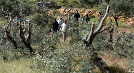 Pemukim Ilegal Israel Hancurkan Puluhan Pohon Zaitun di Sebelah Timur Salfit