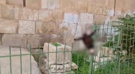 Pemukim Israel Gantung Kepala Keledai di Pemakaman Dekat Komplek Masjid Al-Aqsa