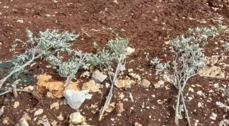 Penjajah Israel Cabut 450 Pohon Zaitun dan Almond di Barat Nablus