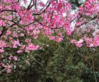 Musim Semi, Saatnya Menyambut Bunga Sakura Bermekaran di Taiwan
