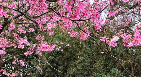 Musim Semi, Saatnya Menyambut Bunga Sakura Bermekaran di Taiwan