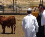 Al-Aqsa Dalam Bahaya, Kelompok Yahudi Persiapkan Ritual Sapi Merah