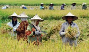 Panen padi (foto: istimewa)