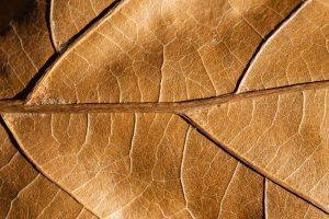 leaf, nature, brown, stem, pattern, veins, fall, autumn, macro