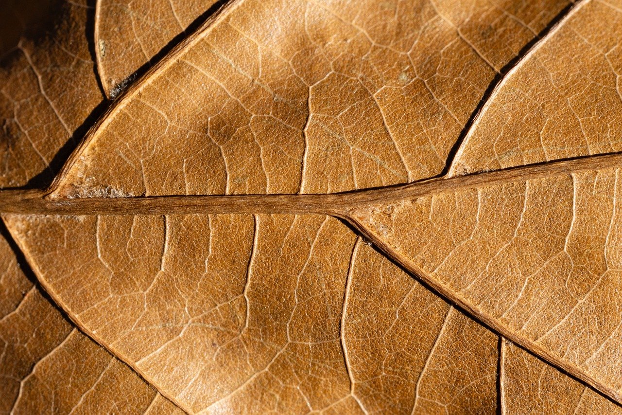 leaf, nature, brown, stem, pattern, veins, fall, autumn, macro